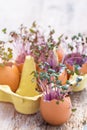 Purple cabbage in eggs shell. Red cabbage, fresh sprouts and young leaves. Vegetable and microgreen. Gardening concept Royalty Free Stock Photo