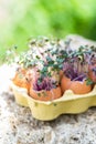 Purple cabbage in eggs shell. Red cabbage, fresh sprouts and young leaves. Vegetable and microgreen. Gardening concept Royalty Free Stock Photo