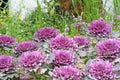 Purple cabbage field brassica oleracea,vegetable leaves