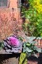 Purple Cabbage Flower and red Ornamental Grass
