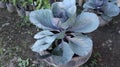 purple cabbage vegetables. beautiful purple cabbage. vegetable garden on the terrace of the house. vegetarian vegetables.