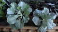 purple cabbage vegetables. beautiful purple cabbage. vegetable garden on the terrace of the house. vegetarian vegetables.