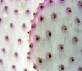 Purple Cactus Royalty Free Stock Photo