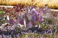 Purple Cactus Blue Flowers Desert Garden Arizona