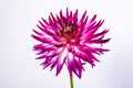 Purple cactus dahlia flower