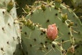 Cactus with pink flower in mexican desert Royalty Free Stock Photo