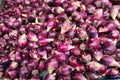 Purple cactus fruit Royalty Free Stock Photo