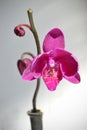 Purple caladenia on the light background