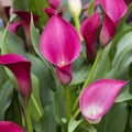 Purple calla flower colored garden field cultivation Royalty Free Stock Photo