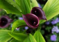 Purple calla lilies bloom in the yard. Top view Royalty Free Stock Photo