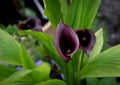 Purple calla lilies bloom in the yard. Top view Royalty Free Stock Photo