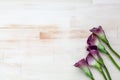 Purple calla lilies on bright wooden background Royalty Free Stock Photo