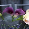 Purple Calla lilies Royalty Free Stock Photo