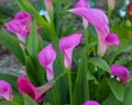 Purple Calla Lilies in the Garden Royalty Free Stock Photo