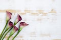 Purple calla lilies on white wooden background Royalty Free Stock Photo