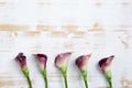 Purple calla lilies on white wooden background Royalty Free Stock Photo