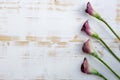 Purple calla lilies on white wooden background Royalty Free Stock Photo