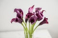 Purple Calla lilly flowers in a vase, isolated on a white background Royalty Free Stock Photo