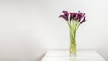 Purple Calla lilly flowers in a vase, isolated on a white background Royalty Free Stock Photo