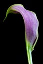 Purple Calla Lilly Royalty Free Stock Photo