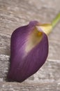 Purple Calla Lily Royalty Free Stock Photo