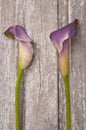 Purple Calla Lily Royalty Free Stock Photo