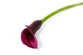 Purple Calla Lily Royalty Free Stock Photo