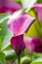 Purple calla lily in bloom Royalty Free Stock Photo