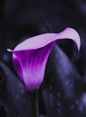 Purple Calla Lily on a dark background Royalty Free Stock Photo