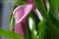 Purple Calla Lily flower close up with green leaves, selective focus. Calla flower pot macro photo. Sunlight on the Royalty Free Stock Photo