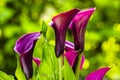 Purple Calla Lily Flower Royalty Free Stock Photo