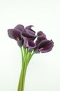 Purple calla lily flower on a white isolated background Royalty Free Stock Photo