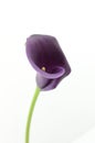 Purple calla lily flower on a white isolated background Royalty Free Stock Photo