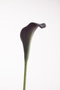 Purple calla lily isolated over white background Royalty Free Stock Photo