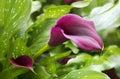 Purple calla lily with many leaves Royalty Free Stock Photo