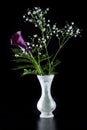 Purple calla lily over black Royalty Free Stock Photo