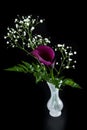 Purple calla lily over black Royalty Free Stock Photo