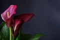 Purple Calla Lily - Zantedeschia Albomaculat Royalty Free Stock Photo