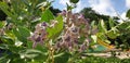 Purple Calotropis gigantea the crown flower in the nature during daylight