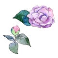 Purple camellia. Floral botanical flower. Wild spring leaf wildflower isolated.