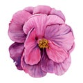 Purple camellia flower isolated on white background. Watercolor hand drawn illustration. Pink detailed flower head. Floral design Royalty Free Stock Photo