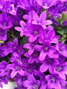 Purple campanula ambella flowers