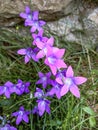 Purple Campanula bellflowers in grass by stone wall. Natural composition