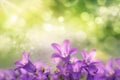 Purple campanula blossoms with green bokeh background