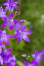 Purple campanula flowers
