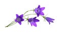 Purple campanula flowers in a floral arrangement isolated