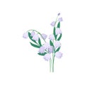 Purple campanula flowers with green leaves. Fresh spring bouquet. Nature and flora theme. Flat vector design