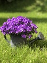 Purple Campanula flowers in watering can in spring garden