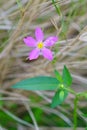 Purple campanula poscharskyana flowers
