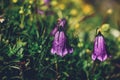 Purple Campanula scheuchzeri in the Austrian Alps on Mount Krippenstein. Wildlife in bloom. Spring plants. Source of nectar.
